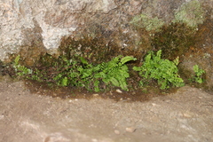 Asplenium trichomanes trichomanes