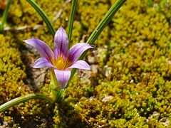 Romulea ramiflora ramiflora