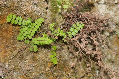 Asplenium trichomanes trichomanes