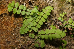 Asplenium trichomanes trichomanes