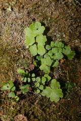 Asplenium trichomanes trichomanes