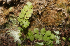 Asplenium trichomanes trichomanes