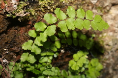 Asplenium trichomanes trichomanes