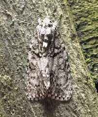 Acronicta retardata