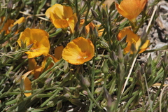 Linum rigidum