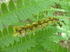 Chirosia filicis