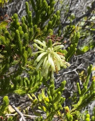 Erica sessiliflora