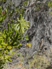 Erica sessiliflora