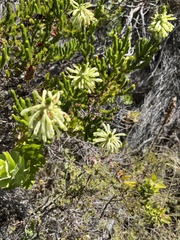 Erica sessiliflora