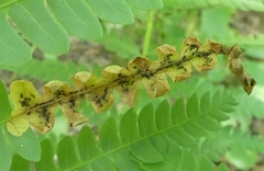 Chirosia filicis