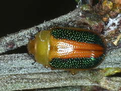 Calomela parilis