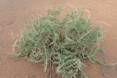 Zygophyllum