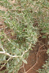 Zygophyllum