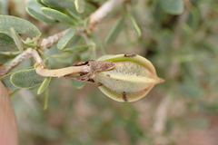 Zygophyllum