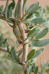 Zygophyllum
