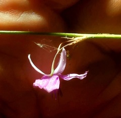 Dichopogon capillipes