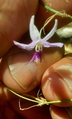 Dichopogon capillipes