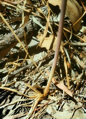 Dichopogon capillipes
