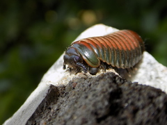 Arthrosphaera