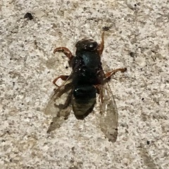 Sericophorus