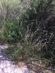 Melica californica