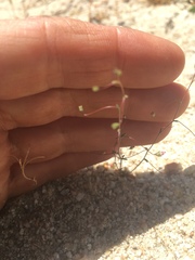 Nemacladus secundiflorus robbinsii