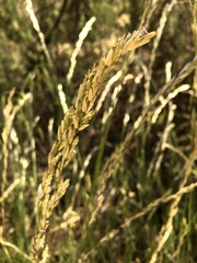 Melica californica