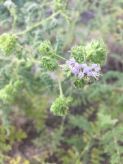 Phacelia