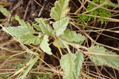 Hermannia comosa