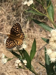Speyeria callippe comstocki