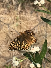 Speyeria callippe comstocki