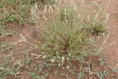 Enneapogon desvauxii