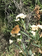 Speyeria callippe comstocki