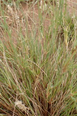 Enneapogon desvauxii