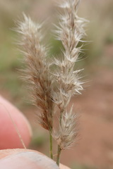 Enneapogon desvauxii