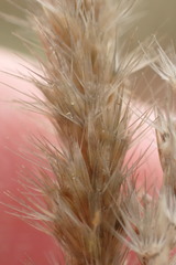 Enneapogon desvauxii