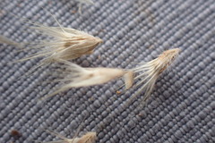 Enneapogon desvauxii