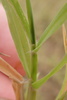 African Bermuda-Grass - Photo (c) David Hoare, some rights reserved (CC BY-NC), uploaded by David Hoare