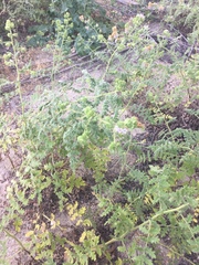 Phacelia