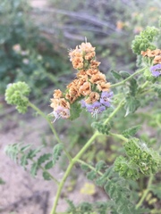 Phacelia