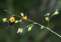 Caonabo pseudoscylax