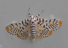 Polygrammodes maccalis