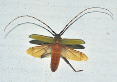 Chlorida costata
