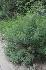 Indigofera arrecta