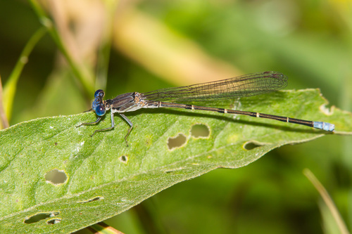 Blue-fronted Dancer, photo 4 of 7