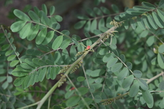 Indigofera arrecta