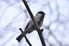 Parus major ferghanensis