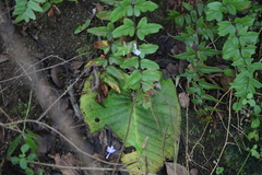 Streptocarpus confusus confusus