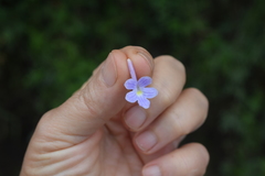 Streptocarpus confusus confusus