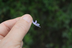 Streptocarpus confusus confusus